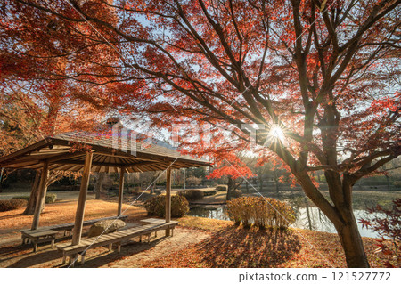茨城縣水戶市茨城縣歷史博物館的秋葉與蒼鷺 121527772