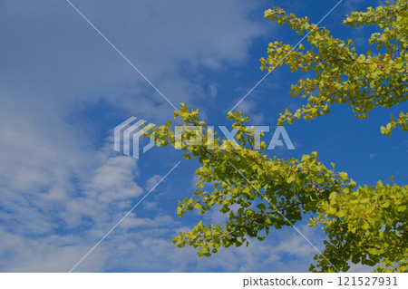 藍天和銀杏樹biloba 121527931