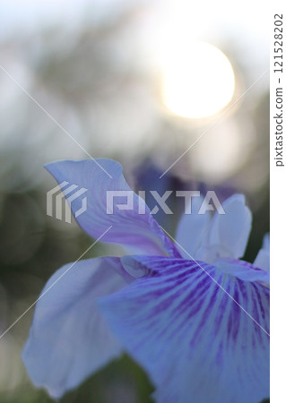 Shining bokeh balls Shining bokeh balls 121528202