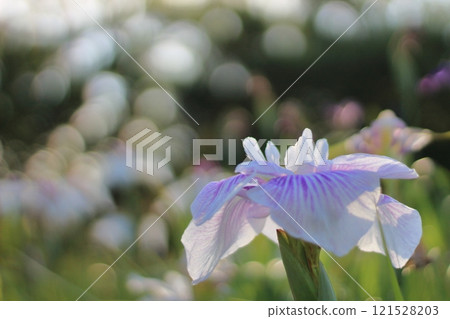 Dazzling irises 121528203