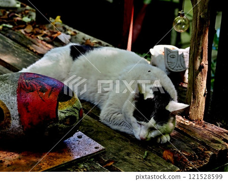 貓胡同貓 121528599