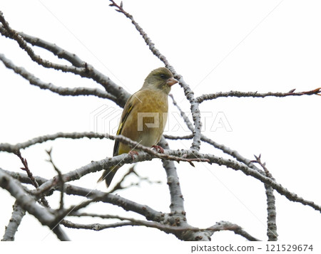 Kawarahiwa which sticks to the branch 121529674