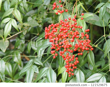 Red Nanten Fruit Red Nanten Fruit 121529675