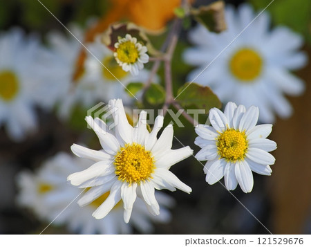 White Borneo Chrysanthemum Flower 121529676