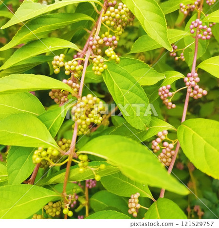 The color of the purple bark will deepen from now on. 121529757