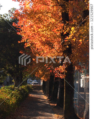 清晨陽光下的楓樹成蔭（冬季的神田公園'24） 121529907