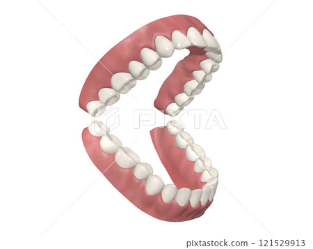 牙齒牙齒結構人體插圖真 CG 對角線 45 牙齒牙齒結構人體插圖真 CG 對角線 45 121529913