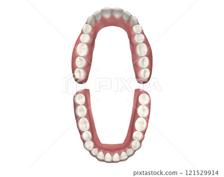 Teeth, Tooth structure, Human body, Illustration, Realistic CG, Top and bottom 121529914