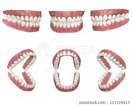 牙齒牙齒結構人體插圖逼真 CG 6 姿勢 牙齒牙齒結構人體插圖逼真 CG 6 姿勢 121529915