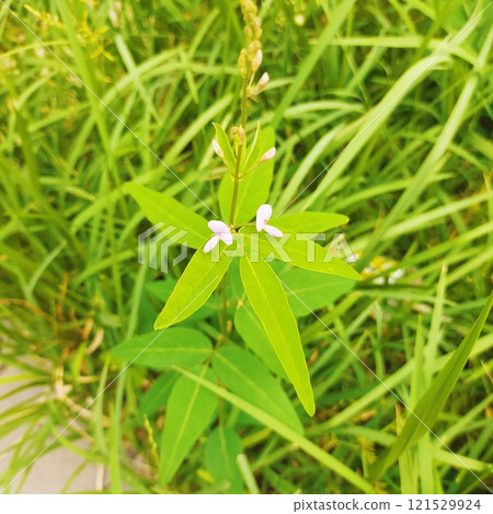 aretinus peregrinus 的花禮貌地棲息在葉子上 121529924