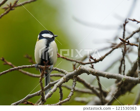 Tits that stop on branches 121530363