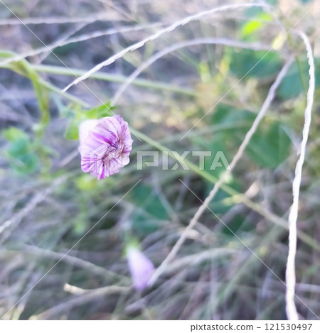 Morning glory vigorously blooming Morning glory vigorously blooming 121530497