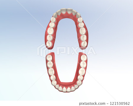 牙齒牙齒結構人體插畫真實CG前視圖 牙齒牙齒結構人體插畫真實CG前視圖 121530562