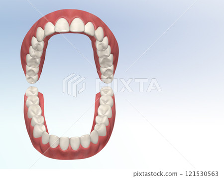 牙齒牙齒結構人體插畫真實CG前視圖 牙齒牙齒結構人體插畫真實CG前視圖 121530563