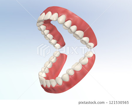 牙齒牙齒結構人體插畫真實CG前視圖 牙齒牙齒結構人體插畫真實CG前視圖 121530565