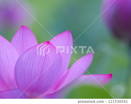 A beautiful lotus flower 121530581