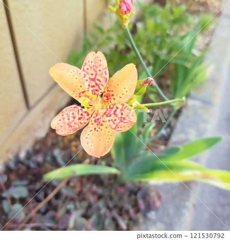 路邊充滿活力的存在-日扇 路邊充滿活力的存在-日扇 121530792