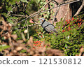 A brown-eared bulbul devouring red berries 121530812