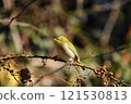 White-eye perching on a branch withered in winter 121530813