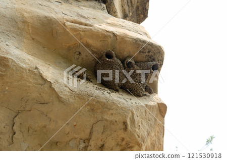 Weird shaped mud nests of swallows on the wall of the cliff. Weird shaped mud nests of swallows on the wall of the cliff. 121530918