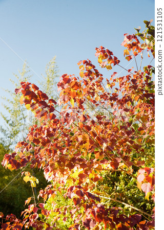 Hyogo Prefecture, Autumn Foliage Scenery, Ono City, Beniyama Alps Hyogo Prefecture, Autumn Foliage Scenery, Ono City, Beniyama Alps 121531105