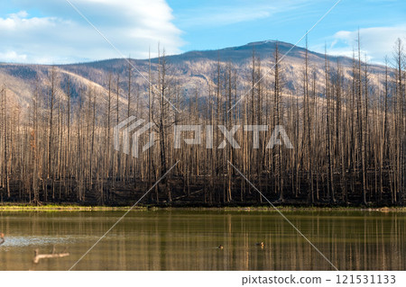 Burnt black forests at the lake in the Rocky mountains after wildfires. Burnt black forests at the lake in the Rocky mountains after wildfires. 121531133