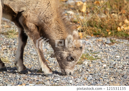 Bighorn lamb is eating grass in rocky road side. 121531135