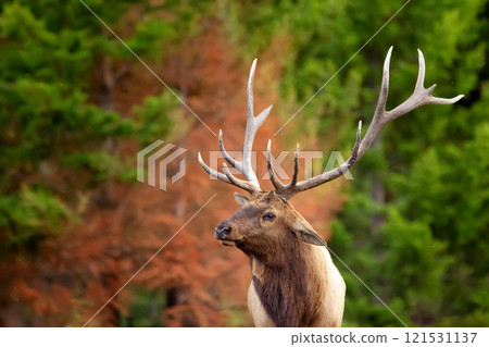 Portrait of Elk Wapiti buck during rut season in fall in burned after wildfires forest. Jasper national park. Portrait of Elk Wapiti buck during rut season in fall in burned after wildfires forest. Jasper national park. 121531137