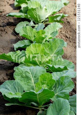 Garden with cultivated young green organic cabbages. 121531140
