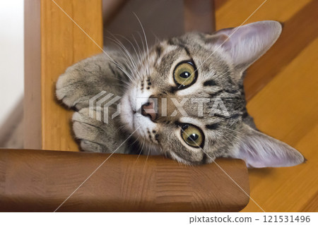 A little naughty kitten A little naughty kitten 121531496