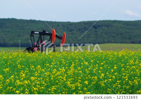 Pumpjack in the yellow blooming canola field and green forest hills in the background and under blue blue sky with clouds. Pumpjack in the yellow blooming canola field and green forest hills in the background and under blue blue sky with clouds. 121531693