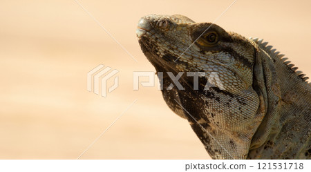 Head of Mexican (or western) spiny-tailed iguana, or stenosaura pectinata, visitor in the yard, blurred background. Head of Mexican (or western) spiny-tailed iguana, or stenosaura pectinata, visitor in the yard, blurred background. 121531718