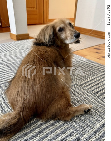 坐著的迷你臘腸犬，後腿患有輕度關節炎 121531802