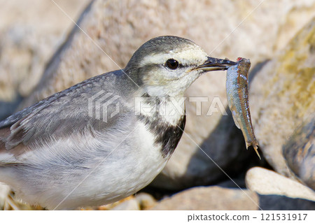 Young white wagtail eating a fish 121531917