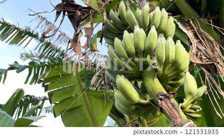 Okinawa Prefecture Wild island bananas Okinawa Prefecture Wild island bananas 121531935