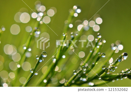 Horsetail shining with morning dew - close-up 121532082