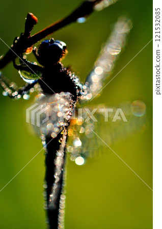Close-up of a dragonfly shining with morning dew Close-up of a dragonfly shining with morning dew 121532085