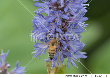 A bee on a pontederia A bee on a pontederia 121532101