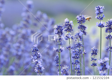 A bee collecting nectar in a lavender field 121532104