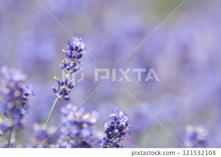 藍色薰衣草花 藍色薰衣草花 121532108