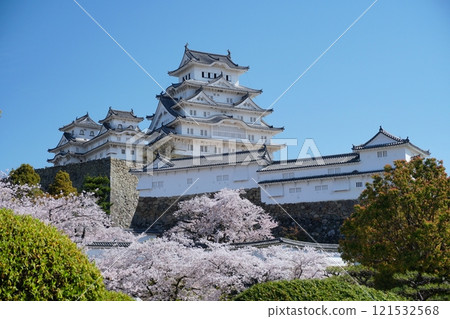 View of the Himeji Castle tower and cherry blossoms against the blue sky from the ruins of the Enokishita Gate of Himeji Castle Ver1 View of the Himeji Castle tower and cherry blossoms against the blue sky from the ruins of the Enokishita Gate of Himeji Castle Ver1 121532568