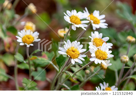 Satsuma daisy, which grows wild on the western coast of Kagoshima Prefecture, is a perennial plant. 121532840