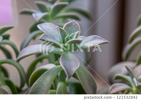 Graptopetalum [景天科]，也稱為 Oborozuki 121532842