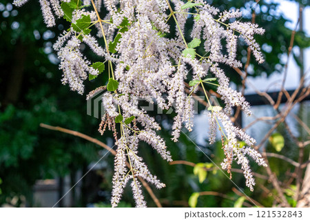 The pale purple flowers of the snowstorm-like Fubukibana (Fubukibana) 121532843