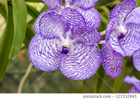 Banda Koerlea 在蘭科植物中有著美麗的藍紫色花朵 Banda Koerlea 在蘭科植物中有著美麗的藍紫色花朵 121532845