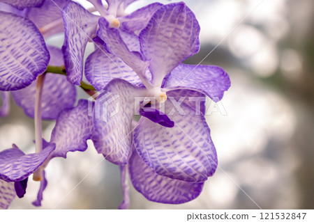 Banda Koerlea with beautiful blue-purple flowers in the Orchidaceae 121532847