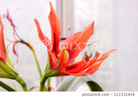 Hippeastrum miniatum [Amaryllidaceae] 121532848