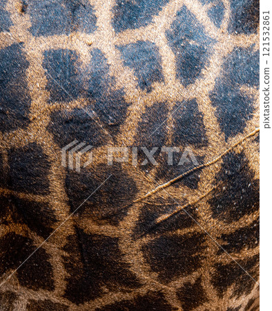 Giraffe skin 121532861