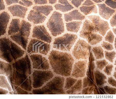 Giraffe skin Giraffe skin 121532862