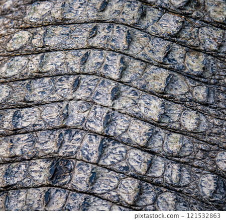 Crocodile skin 121532863
